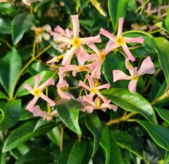 Trachelospermum Asiaticum 'Rosy Shower'